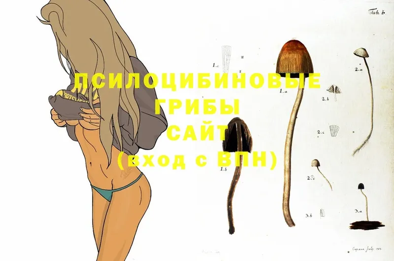 Псилоцибиновые грибы GOLDEN TEACHER  Уссурийск 